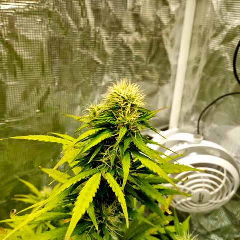 Gorilla Glue (Contest) growlog timeline photo