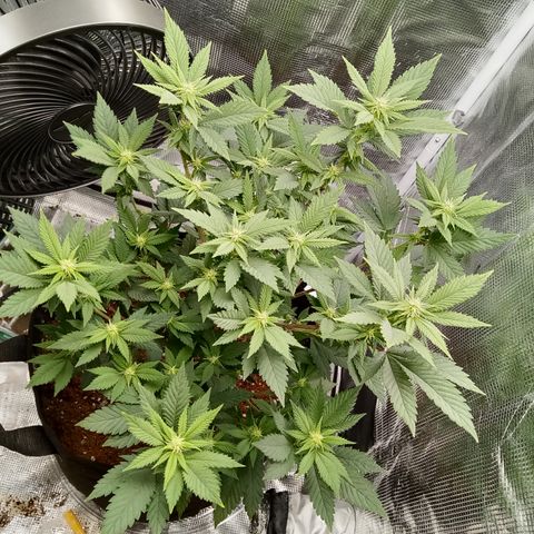 White widow growlog timeline photo