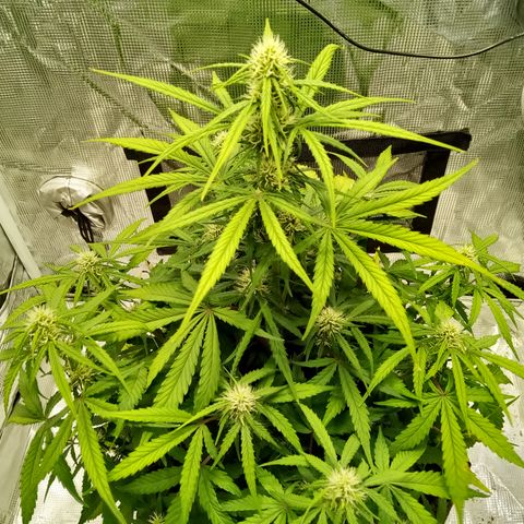 Crystal Candy XL Auto growlog timeline photo
