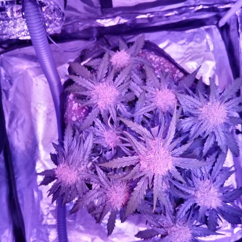 Bruce Banner auto growlog timeline photo
