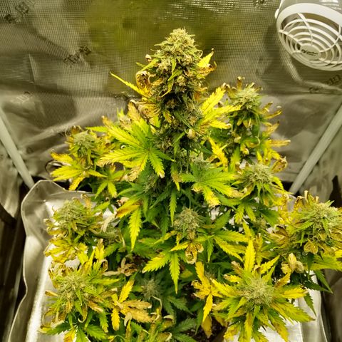 Jet growlog photo: Not happy with myself but hope it all ends smoothly 