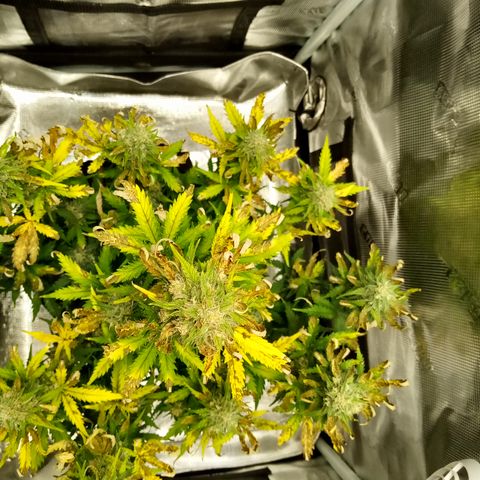Jet growlog photo: Not happy with myself but hope it all ends smoothly 