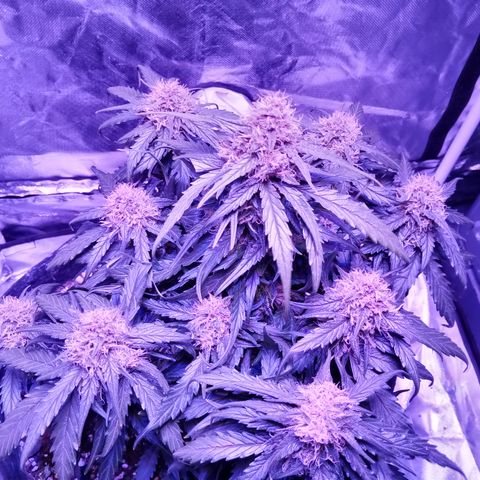 Bruce Banner auto growlog timeline photo