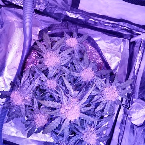Bruce Banner auto growlog timeline photo