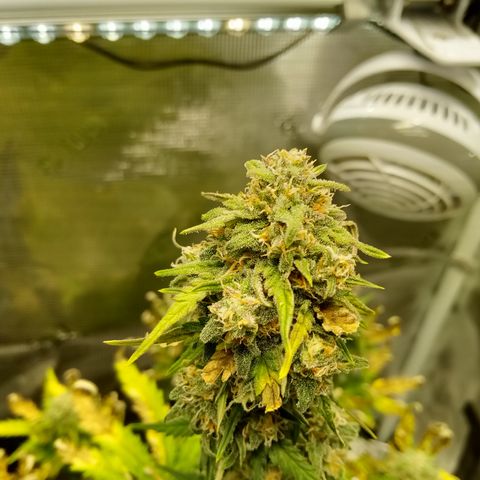 Jet growlog timeline photo