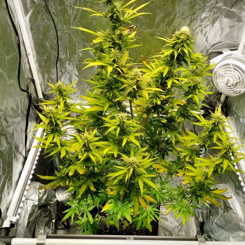 Gorilla Glue (Contest) growlog timeline photo