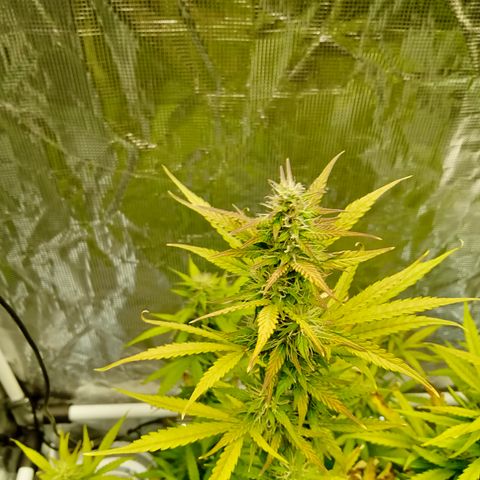 Gorilla Glue (Contest) growlog timeline photo