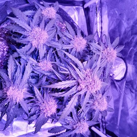Bruce Banner auto growlog timeline photo