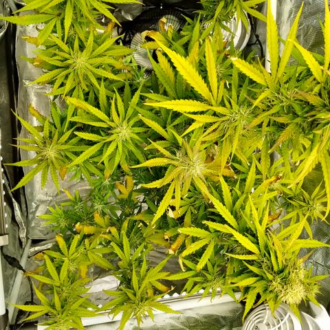 Gorilla Glue (Contest) growlog timeline photo