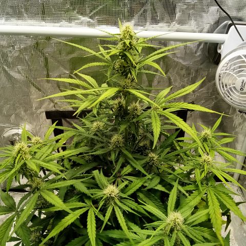 Crystal Candy XL Auto growlog timeline photo