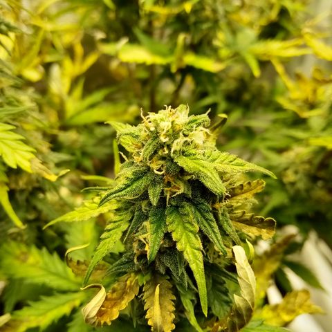 Jet growlog timeline photo