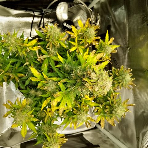 Jet growlog timeline photo