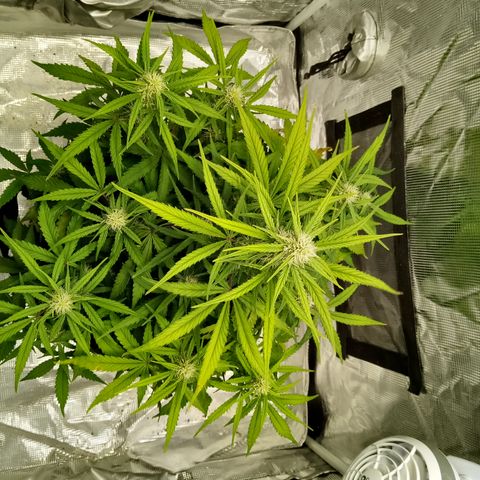 Crystal Candy XL Auto growlog timeline photo