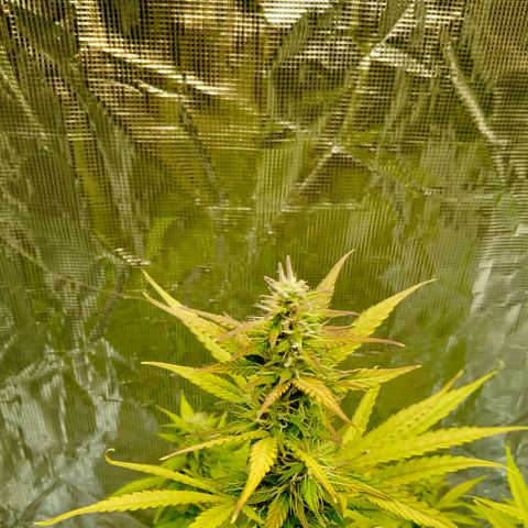 Gorilla Glue (Contest) growlog timeline photo