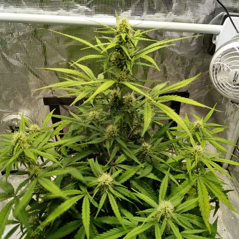 Crystal Candy XL Auto growlog timeline photo