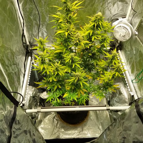 Gorilla Glue (Contest) growlog timeline photo