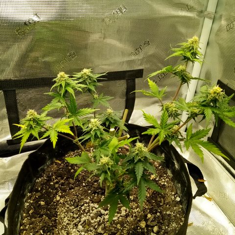 Jet growlog photo: Partial harvest