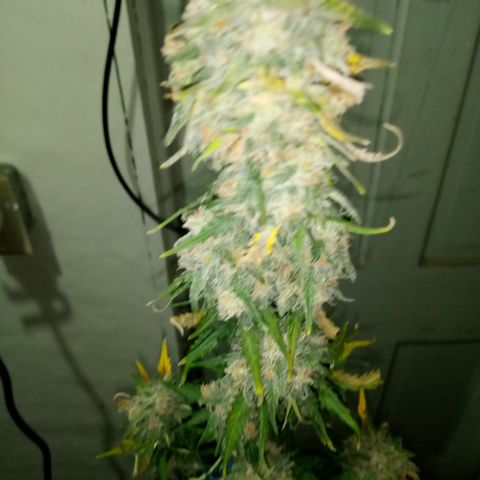 Jet growlog photo: Partial harvest