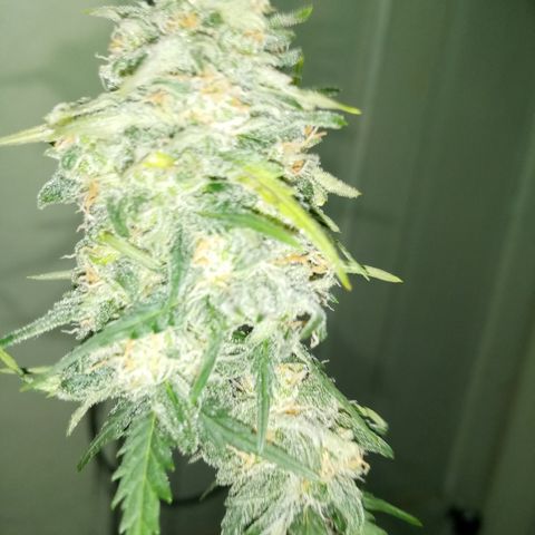 Jet growlog photo: Partial harvest