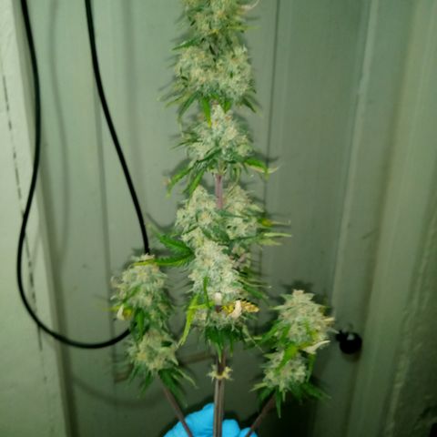 Jet growlog photo: Partial harvest