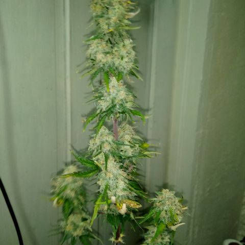 Jet growlog photo: Partial harvest