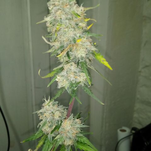 Jet growlog photo: Partial harvest