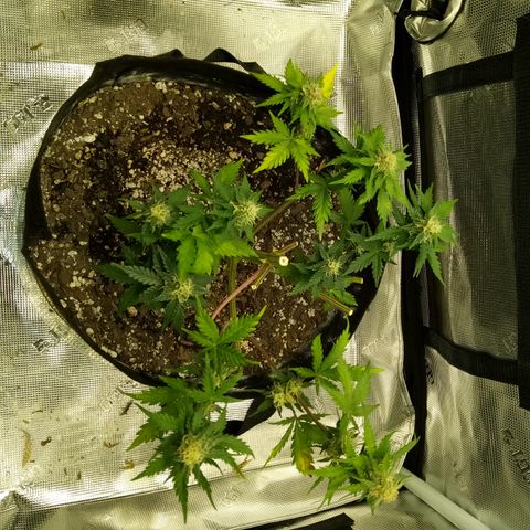 Jet growlog photo: Partial harvest