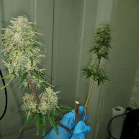 Jet growlog photo: Partial harvest