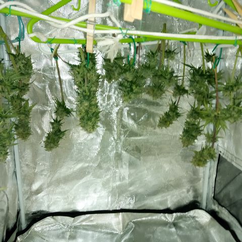 Jet growlog photo: Partial harvest