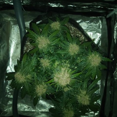 Bruce Banner auto growlog photo: Almost 
