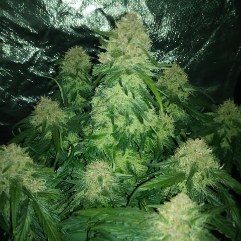 Bruce Banner auto growlog photo: Almost 