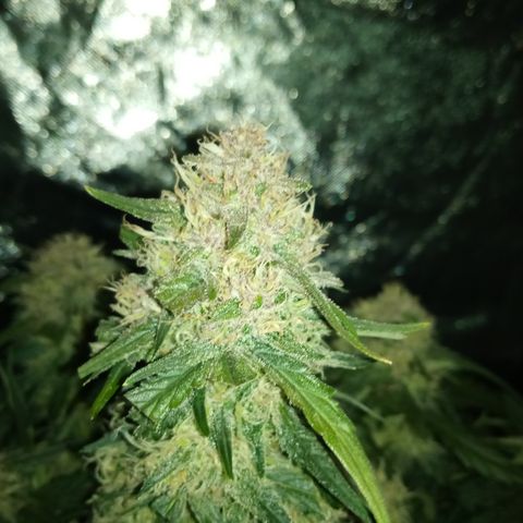 Bruce Banner auto growlog photo: Almost 