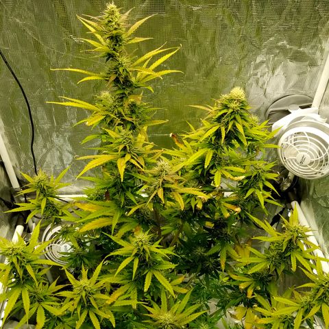 Gorilla Glue (Contest) growlog timeline photo