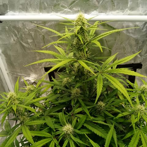 Crystal Candy XL Auto growlog timeline photo