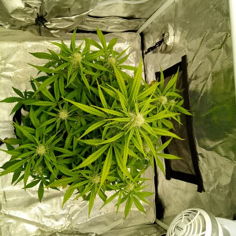 Crystal Candy XL Auto growlog timeline photo