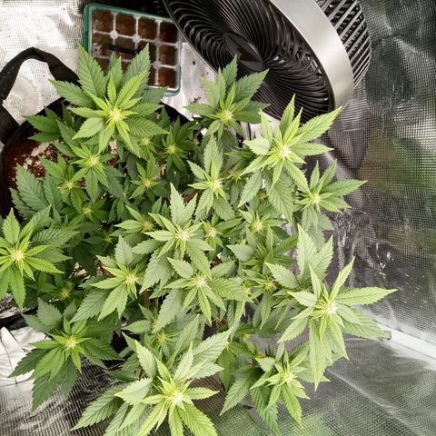 White widow growlog timeline photo