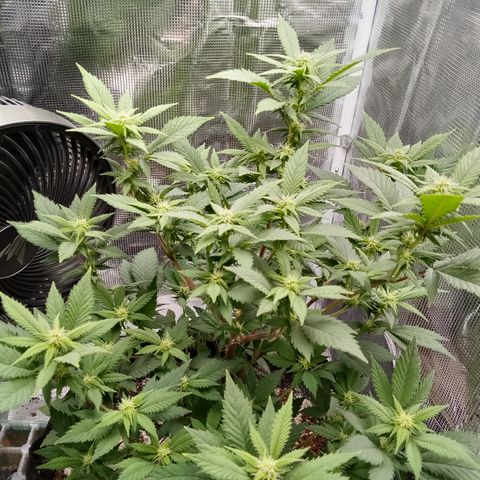 White widow growlog timeline photo