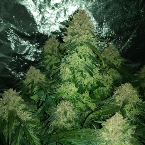 Bruce Banner auto growlog timeline photo