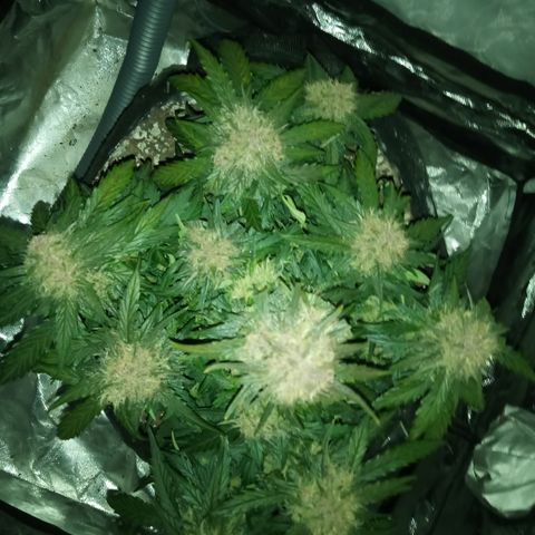 Bruce Banner auto growlog timeline photo