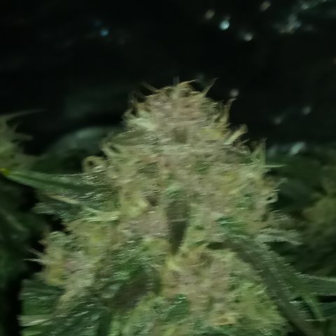 Bruce Banner auto growlog timeline photo