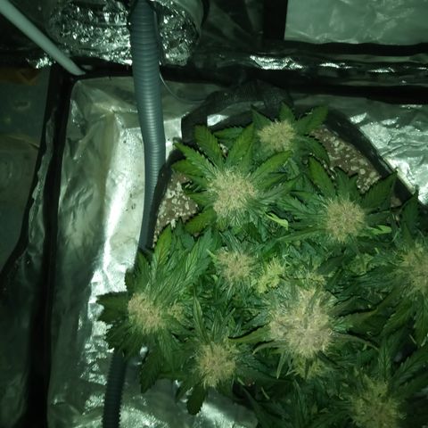 Bruce Banner auto growlog timeline photo