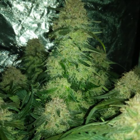 Bruce Banner auto growlog timeline photo