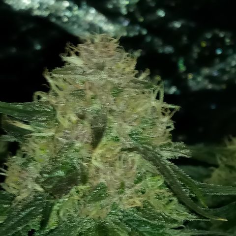 Bruce Banner auto growlog timeline photo