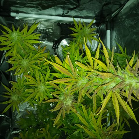 Gorilla Glue (Contest) growlog photo: Overwatering 🥲