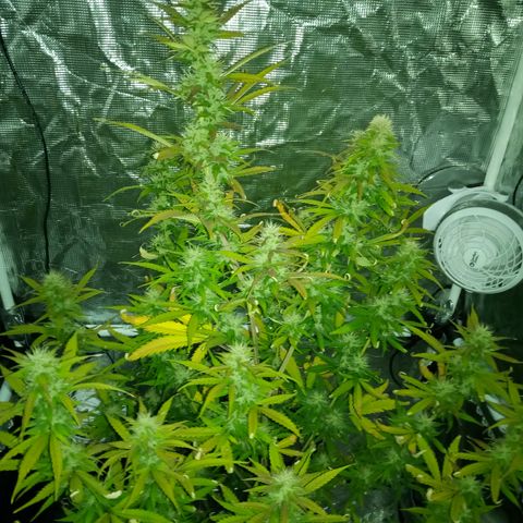 Gorilla Glue (Contest) growlog photo: Overwatering 🥲