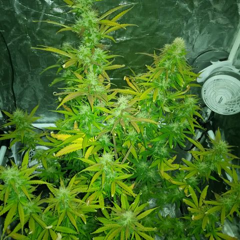Gorilla Glue (Contest) growlog photo: Overwatering 🥲