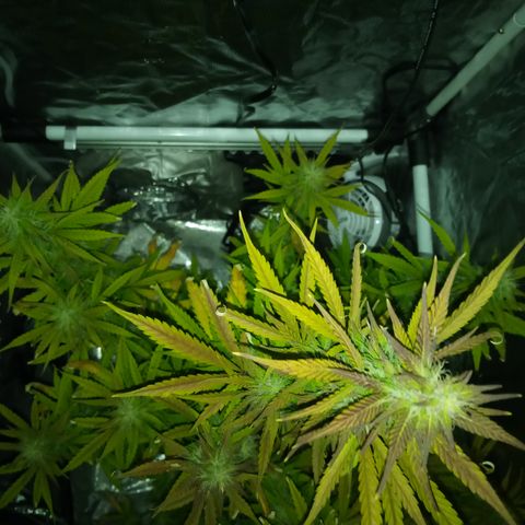 Gorilla Glue (Contest) growlog photo: Overwatering 🥲