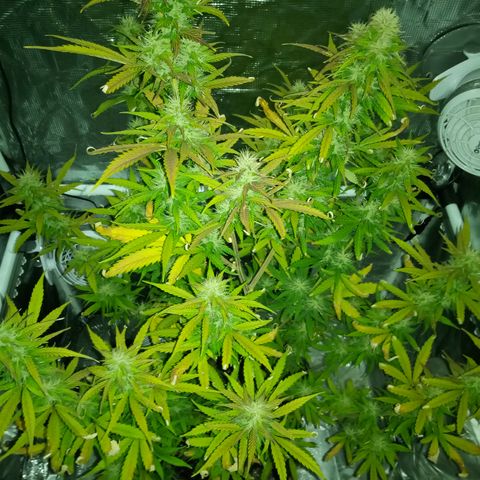 Gorilla Glue (Contest) growlog photo: Overwatering 🥲