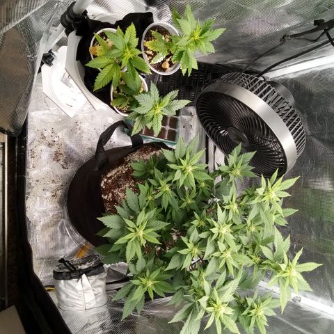 White widow growlog timeline photo