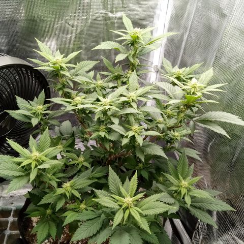 White widow growlog timeline photo